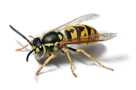 yellow jackets wikipedia|More.